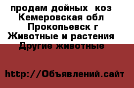 продам дойных  коз - Кемеровская обл., Прокопьевск г. Животные и растения » Другие животные   